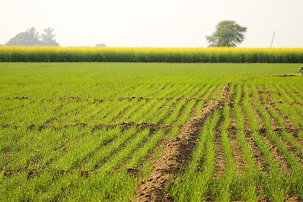포토 JPG 해외이미지 식물 밭 사람없음 초록색 농장 농경지 수확 에메랄드 땅바닥 평야 해외202004 해외포토 컬러 농업 자연 바닥 보석 파일형식 이미지허브