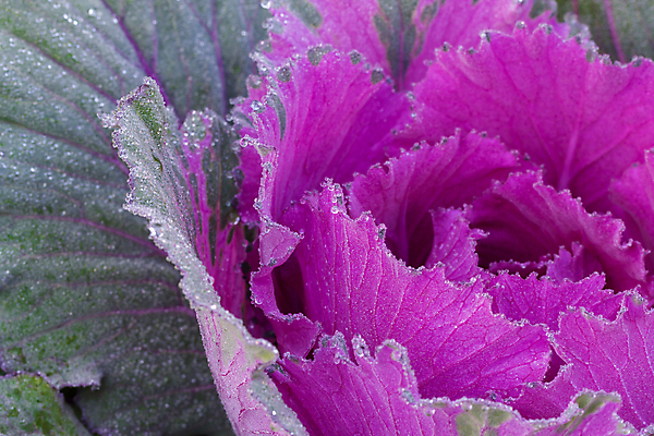 포토 JPG 해외이미지 나무 식물 계절 꽃 잎 겨울 패턴 채소 자연 아침 날씨 사람없음 야외 초록색 물 노란색 정원 보라색 얼음 봄 추위 벚꽃 흰색 신선 제비꽃 묘사 서리 내추럴 눈내림 해외202004 해외포토 주간 자연요소 컬러 무늬 눈_날씨 생태계 파일형식 이미지허브