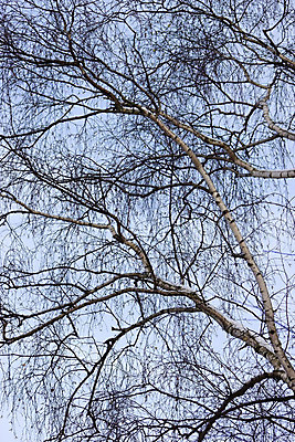 포토 JPG 해외이미지 나무 계절 공원 백그라운드 겨울 자연 하늘 날씨 추상 풍경 사람없음 야외 목재 파란색 얼음 추위 흰색 나뭇가지 황무지 숲 서리 자작나무 1월 눈내림 해외202004 해외포토 자연요소 식물 공공시설 컬러 무늬 재료 눈_날씨 날짜 생태계 파일형식 이미지허브