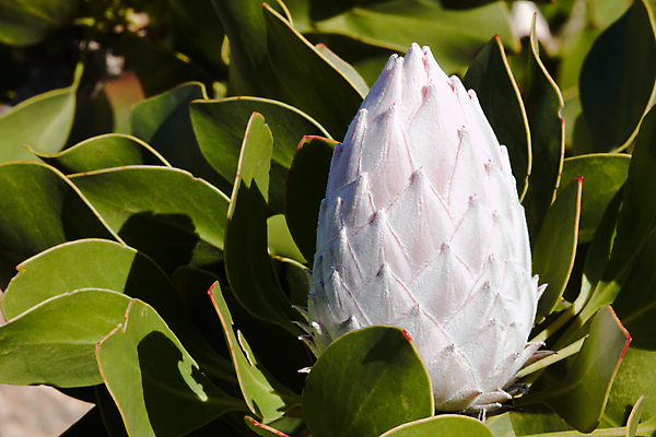 포토 JPG 해외이미지 식물 꽃잎 꽃 분홍색 백그라운드 잎 전구 자물쇠 저울 사람없음 가로 초록색 머리 정원 계란 사진촬영 벚꽃 흰색 용 개화 큼 왕 설탕 관목 순수 부드러움 꿀 거인 내추럴 남아프리카 영원 카피스페이스 벨벳 해외202004 해외포토 나무 컬러 컨셉 아프리카 신체부위 알 촬영 공백 감각 크기 실크 파일형식 이미지허브