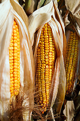 포토 JPG 해외이미지 음식 농업 채소 자연 건강 옥수수 사람없음 여름 농작물 농장 노란색 수확 껍질 신선 달콤 그릴 낟알 바비큐 굽기 유기농 버터 내추럴 해외202004 해외포토 웰빙 계절 산업 컬러 주방용품 곡류 맛 구이 생태계 파일형식 이미지허브