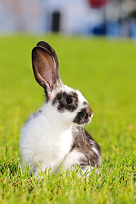 포토 JPG 해외이미지 동물 1 야생동물 밭 포유류 포옹 부활절 생물 털 잔디 사람없음 초록색 반려동물 농장 갈색 노란색 가축 회색 흰색 신생아 토끼 우아함 작음 큼 모피 싱글 귀 솜털 거짓말 뒤뜰 생존 해외202004 해외포토 식물 기념일 컬러 컨셉 농업 안기 신체부위 아기 크기 파일형식 이미지허브