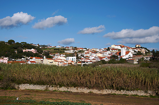 포토 JPG 해외이미지 나무 잎 건축양식 자연 지붕 주택 갈대 풍경 사람없음 마을 포르투갈 지역 타운 해외202004 해외포토 식물 건축 유럽 건물 도시 생태계 파일형식 이미지허브