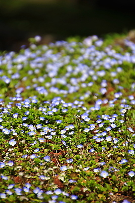 포토 JPG 해외이미지 식물 계절 꽃잎 꽃 백그라운드 잎 꽃무늬 패턴 자연 사람없음 초록색 여름 파란색 노란색 정원 봄 들꽃 벚꽃 흰색 닫기 작음 다발 내추럴 고립 해외202004 해외포토 컬러 무늬 모션 크기 생태계 파일형식 이미지허브