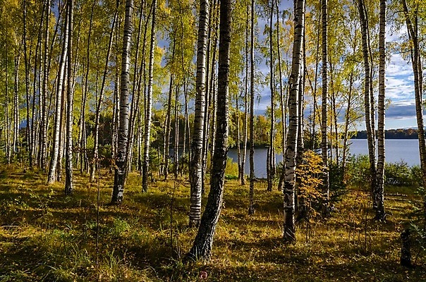 포토 JPG 해외이미지 나무 식물 계절 공원 유럽 도로 백그라운드 잎 자연 휴가 따뜻함 풍경 사람없음 빨간색 초록색 빛 컬러풀 햇빛 태양 환경 맑음 가을 오픈 황금 숲 오솔길 자작나무 가문비나무 해외202004 해외포토 자연요소 공공시설 나라 길 컬러 교통시설 날씨 생태계 파일형식 이미지허브
