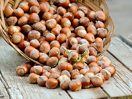 포토 JPG 해외이미지 나무 계절 음식 잎 농업 과일 자연 탁자 콩 씨앗 사람없음 목재 초록색 농장 정원 견과류 가을 거친 과수원 유기농 날것 개암나무 숙성 개암 해외202004 해외포토 식물 웰빙 열매 산업 컬러 가구 재료 곡류 생태계 파일형식 이미지허브