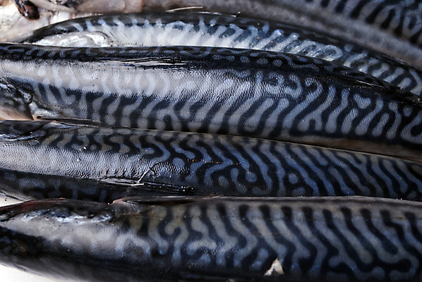 포토 JPG 해외이미지 접시 백그라운드 자연 낚시 저울 육류 어류 요리 사람없음 주방 신선 시장 은색 해산물 꼬리 지느러미 고등어 어장 점심식사 단백질 해외202004 해외포토 식기 컬러 식재료 레저 식사 수중동물 생태계 영양소 파일형식 이미지허브