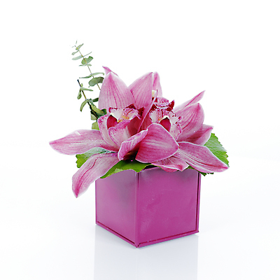 포토 JPG 해외이미지 식물 꽃 분홍색 백그라운드 건강 사람없음 장식 빨간색 스파 벚꽃 흰색 신선 난초 허브 묘사 냄새 부드러움 고립 이국적 해외202004 해외포토 컬러 감각 파일형식 이미지허브