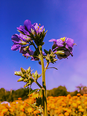포토 JPG 해외이미지 식물 계절 꽃잎 꽃 줄기 분홍색 백그라운드 꽃무늬 밭 자연 하늘 풍경 사람없음 야외 초록색 물 여름 파란색 컬러풀 햇빛 환경 정원 맑음 봄 활발 벚꽃 흰색 시골 신선 개화 제비꽃 묘사 데이지 내추럴 강렬 해외202004 해외포토 자연요소 컬러 컨셉 무늬 농업 날씨 태양 생태계 파일형식 이미지허브