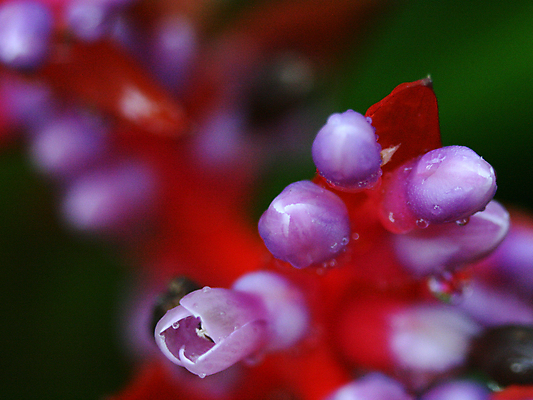 포토 JPG 해외이미지 공원 꽃 분홍색 사람없음 야외 빨간색 초록색 정원 보라색 흰색 도시 호주 해외202004 해외포토 식물 공공시설 컬러 오세아니아 파일형식 이미지허브