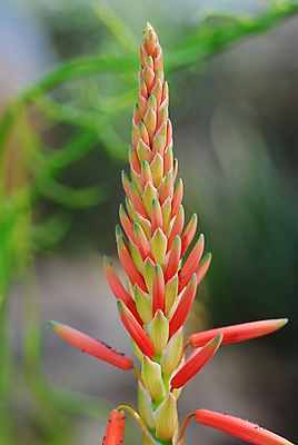 포토 JPG 해외이미지 식물 꽃 오렌지 자연 사람없음 초록색 정원 봄 해외202004 해외포토 계절 컬러 과일 생태계 파일형식 이미지허브