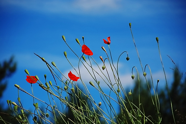 포토 JPG 해외이미지 식물 꽃 밭 풍경 사람없음 여름 벚꽃 양귀비 폴란드 해외202004 해외포토 계절 유럽 농업 파일형식 이미지허브