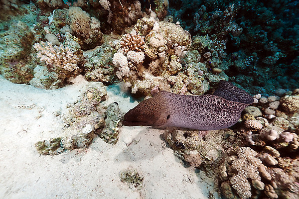 포토 JPG 해외이미지 동물 야생동물 바다 백그라운드 학교 자연 바닥 이집트 어류 사람없음 빨간색 물 파란색 빛 컬러풀 햇빛 태양 환경 수중 광선 산호 아래 생태계 소금 부드러움 암초 대서양 내추럴 소금물 식민지 이국적 해외202004 해외포토 자연요소 교육 컬러 아프리카 수중동물 감각 자포동물 방향 위치 파일형식 이미지허브