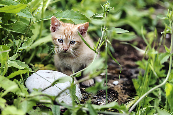포토 JPG 해외이미지 동물 응시 계절 행복 어린이 포유류 자연 놀이 친절 수염 사랑 사람없음 파란색 반려동물 달리기 평화 고양이 봄 활발 에너지 자유 탐험 게임 시골 작음 무서움 모피 탈출 호기심 부드러움 발견 숨김 무료 동정 해외202004 해외포토 시선 감정 컬러 컨셉 모션 사람 감각 크기 생태계 파일형식 이미지허브
