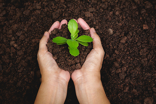 포토 JPG 해외이미지 주간 손 들기 야외 신체부위 새싹 흙 해외202004 해외포토 자연요소 식물 모션 사람 파일형식 이미지허브
