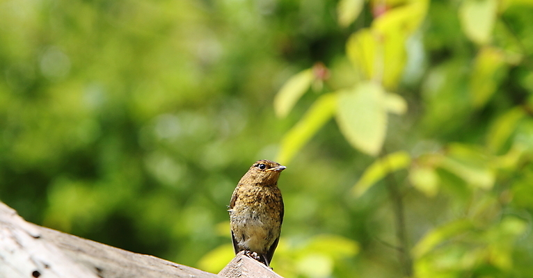 포토 JPG 해외이미지 야생동물 청소년 자연 조류 사람없음 정원 아기 해외202004 해외포토 동물 사람 생태계 파일형식 이미지허브