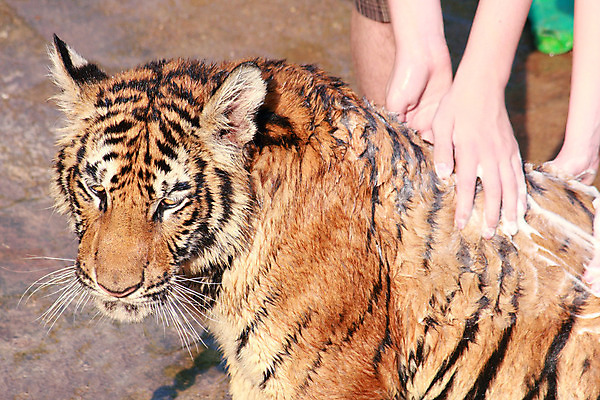 포토 JPG 해외이미지 동물 1 얼굴 야생동물 오렌지 포유류 관계 태국 자연 휴식 털 동물원 사람 앉기 사람없음 머리 고양이 목욕 줄무늬 호랑이 큼 땅 청소 혀 돌봄 땅바닥 해외202004 해외포토 아시아 컨셉 무늬 과일 모션 바닥 신체부위 반려동물 청결 입 크기 생태계 파일형식 이미지허브