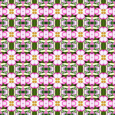 포토 JPG 해외이미지 나무 식물 공원 꽃잎 꽃 분홍색 백그라운드 잎 꽃무늬 패턴 태국 자연 벽지 추상 사람없음 초록색 컬러풀 성장 벚꽃 신선 개화 진달래 즐거움 내추럴 거짓 해외202004 해외포토 공공시설 감정 아시아 컬러 무늬 생태계 파일형식 이미지허브