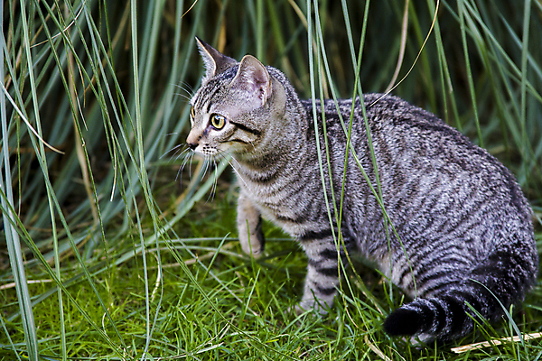 포토 JPG 해외이미지 동물 1 응시 얼굴 백그라운드 밭 장난 포유류 모션 자연 놀이 수염 털 건강 서기 잔디 사람없음 야외 초록색 반려동물 귀여움 정원 고양이 줄무늬 산책 닫기 달콤 작음 사냥 보케 얼룩무늬 솜털 기르기 해외202004 해외포토 식물 시선 컬러 컨셉 무늬 농업 휴식 신체부위 맛 크기 생태계 돌봄 파일형식 이미지허브