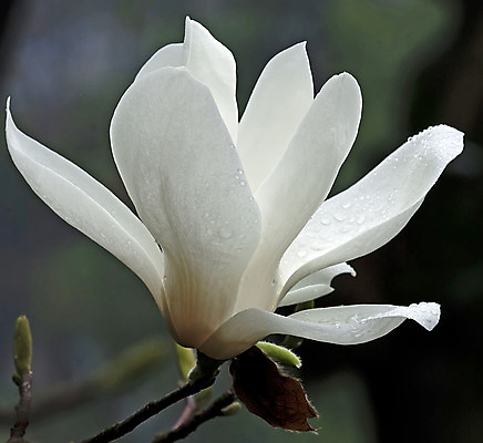 포토 JPG 해외이미지 식물 꽃잎 꽃 백그라운드 꽃무늬 패턴 자연 추상 친절 사랑 사람없음 장식 태양 정원 봄 기쁨 벚꽃 흰색 신선 우아함 오브젝트 향기 목련 악취 꽃수술 해외202004 해외포토 자연요소 계절 감정 컬러 컨셉 무늬 생태계 냄새 파일형식 이미지허브