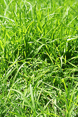 포토 JPG 해외이미지 식물 백그라운드 밭 농업 자연 추상 풍경 사람없음 야외 초록색 여름 태양 농장 농경지 우주 맑음 봄 오픈 잡초 큼 내추럴 밭일 세련 해외202004 해외포토 자연요소 계절 산업 컬러 무늬 날씨 크기 생태계 파일형식 이미지허브