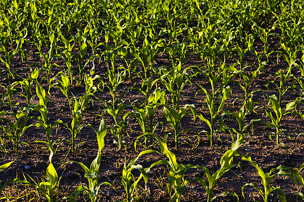 포토 JPG 해외이미지 식물 라이프스타일 산업 음식 잎 밭 농업 채소 과일 자연 새로움 건조 건강 옥수수 씨앗 풍경 사람없음 야외 초록색 여름 농작물 햇빛 농장 환경 봄 성장 시골 신선 낟알 땅 시리얼 유기농 문학 먼지 장면 모종 줄서기 세련 부족함 해외202004 해외포토 웰빙 계절 컬러 컨셉 모션 곡류 생활 태양 생태계 파일형식 이미지허브