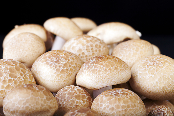 포토 JPG 해외이미지 음식 채소 검은배경 건강 요리 사람없음 갈색 버섯 신선 주식 날것 고립 곰팡이 영양소 해외202004 해외포토 컬러 백그라운드 금융 검은색 파일형식 이미지허브