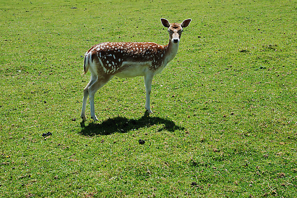 포토 JPG 해외이미지 동물 유럽 야생동물 포유류 자연 사람없음 걷기 동물상 아기사슴 해외202004 해외포토 나라 새끼 모션 사슴 조형물 생태계 파일형식 이미지허브