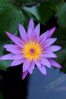 포토 JPG 해외이미지 식물 꽃잎 꽃 아시아 선 백그라운드 꽃무늬 패턴 태국 자연 연꽃 사람없음 야외 물 컬러풀 보라색 봄 벚꽃 개화 우아함 닫기 백합 홍수 묘사 싱글 내추럴 이국적 해외202004 해외포토 자연요소 계절 나라 컬러 컨셉 무늬 모션 자연재해 생태계 파일형식 이미지허브