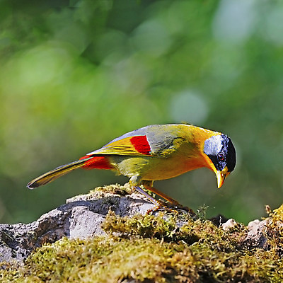 포토 JPG 해외이미지 동물 남자 조류 사람없음 황금 해외202004 해외포토 사람 파일형식 이미지허브