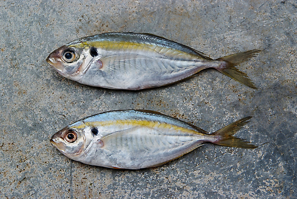 포토 JPG 해외이미지 동물 음식 바다 백그라운드 다이어트 재료 표면 낚시 건강 육류 어류 요리 사람없음 빨간색 물 강 노란색 머리 견본 주방 수중 식사 죽음 신선 은색 지중해 먹기 해산물 피부 질감 꼬리 날것 영양 어장 내추럴 고립 단백질 민물 송어 오메가 콘크리트 많음 해외202004 해외포토 자연요소 컬러 컨셉 식재료 모션 레저 신체부위 수중동물 영양소 파일형식 이미지허브
