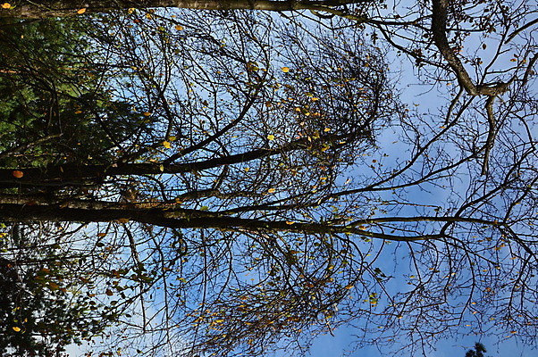 포토 JPG 해외이미지 나무 식물 계절 공원 백그라운드 단풍 잎 자연 아침 풍경 사람없음 야외 빨간색 초록색 빛 컬러풀 노란색 활발 가을 숲 해외202004 해외포토 주간 공공시설 컬러 컨셉 생태계 파일형식 이미지허브