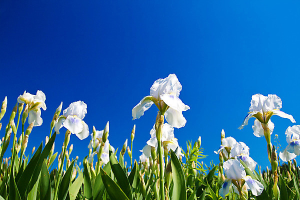 포토 JPG 해외이미지 식물 계절 공원 꽃잎 꽃 줄기 백그라운드 잎 밭 자연 하늘 사람없음 야외 초록색 파란색 머리 정원 봄 벚꽃 흰색 침대 허브 꽃가루 붓꽃 꽃수술 해외202004 해외포토 공공시설 컬러 가구 농업 신체부위 가루 생태계 파일형식 이미지허브