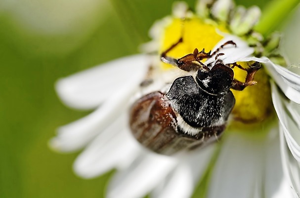 포토 JPG 해외이미지 꽃 곤충 자연 사람없음 해충 벌레 해외202004 해외포토 식물 동물 생태계 파일형식 이미지허브