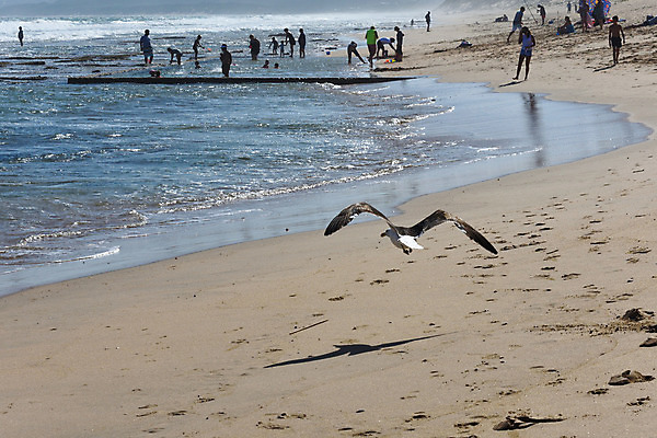 포토 JPG 해외이미지 동물 계절 모래 파도 바다 여행 백그라운드 날개 가족 갈매기 조류 휴가 수영장 사람 해변 사람없음 야외 가로 물 여름 검은색 사진촬영 수영 흰색 비행 만 서핑 남아프리카 다시마 수평선 해외202004 해외포토 자연요소 컬러 관계 아프리카 촬영 수상스포츠 해조류 파일형식 이미지허브