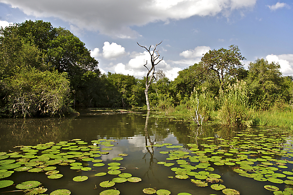 포토 JPG 해외이미지 나무 구름 공원 야생동물 여행 아프리카 자연 하늘 갈대 사람없음 야외 초록색 물 파란색 강 반사 게임 시골 연못 개울 황무지 사파리 남쪽 내추럴 전국 해외202004 해외포토 자연요소 식물 동물 공공시설 나라 컬러 놀이 방향 생태계 파일형식 이미지허브