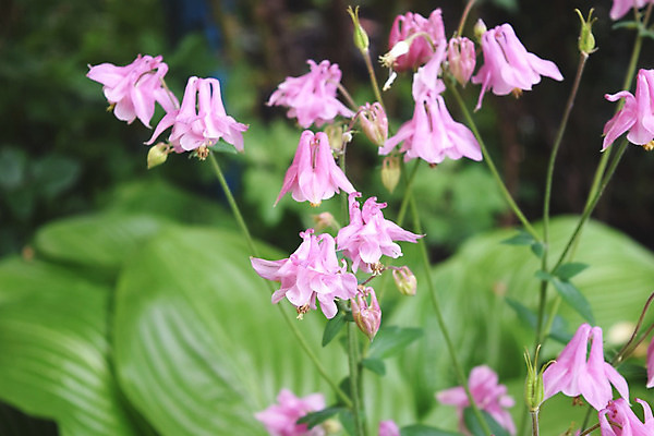 포토 JPG 해외이미지 나무 식물 디자인 계절 공원 꽃 벽 백그라운드 잎 패턴 밭 농업 자연 벽지 추상 건강 동양인 사람없음 야외 초록색 물 환경 정원 봄 성장 신선 숲 허브 묘사 유기농 질감 내추럴 생태학 해외202004 해외포토 자연요소 웰빙 공공시설 교육 산업 컬러 무늬 인종 생태계 파일형식 이미지허브