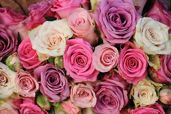 포토 JPG 해외이미지 분홍색 백그라운드 사람없음 장미 혼합 해외202004 해외포토 꽃 컬러 파일형식 이미지허브