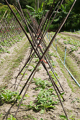 포토 JPG 해외이미지 식물 음식 잎 농업 채소 자연 새로움 사람없음 초록색 청춘 새싹 정원 흙 봄 성장 침대 신선 땅 유기농 원예 내추럴 모종 총각무 취급주의 해외202004 해외포토 웰빙 계절 산업 컬러 가구 컨셉 경고 취미 무 생태계 파일형식 이미지허브