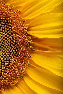 포토 JPG 해외이미지 식물 구름 계절 꽃잎 꽃 줄기 백그라운드 잎 꽃무늬 패턴 농업 자연 하늘 해바라기 프레임 씨앗 사람없음 가로 초록색 여름 햇빛 태양 노란색 머리 우주 봄 활발 흰색 침대 오브젝트 싱글 데이지 문학 고립 세련 해외202004 해외포토 자연요소 산업 컬러 가구 컨셉 무늬 신체부위 생태계 파일형식 이미지허브