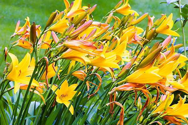 포토 JPG 해외이미지 꽃 바람 따뜻함 사람없음 초록색 컬러풀 노란색 봄 화단 해외202004 해외포토 자연요소 식물 계절 컬러 날씨 파일형식 이미지허브