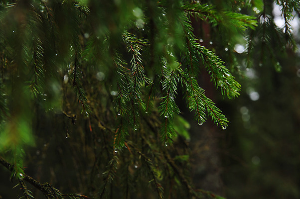 포토 JPG 해외이미지 나무 식물 계절 공원 백그라운드 잎 크리스마스 겨울 자연 새로움 사람없음 야외 목재 장식 초록색 물 빛 환경 봄 젖음 물방울 나뭇가지 신선 소나무 떨어짐 숲 이슬 순수 질감 상록수 전나무 내추럴 이산화탄소 가문비나무 해외202004 해외포토 자연요소 공공시설 기념일 컬러 컨셉 재료 생태계 파일형식 이미지허브