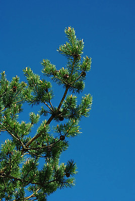 포토 JPG 해외이미지 나무 식물 전통 계절 유럽 백그라운드 잎 꽃무늬 자연 새로움 씨앗 사람없음 야외 초록색 갈색 새싹 봄 나뭇가지 신선 소나무 소프트포커스 숲 작음 생물학 상록수 침엽수 전나무 삼나무 가문비나무 해외202004 해외포토 교육 꽃 나라 컬러 컨셉 무늬 촬영기법 크기 생태계 파일형식 이미지허브