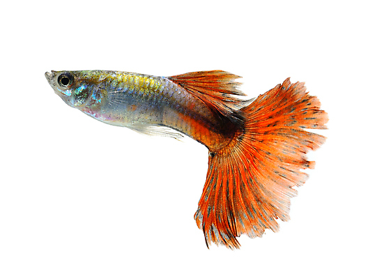 포토 JPG 해외이미지 동물 남자 백그라운드 이동 오렌지 모션 자연 어류 사람없음 장식 빨간색 물 반려동물 유행 검은색 수중 수영 신선 공작 꼬리 탱크 수족관 강렬 고립 해외202004 해외포토 자연요소 컬러 컨셉 과일 조류 사람 수중동물 수상스포츠 생태계 파일형식 이미지허브