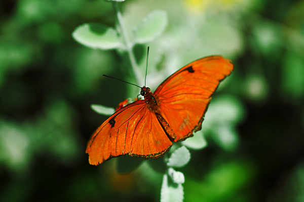 포토 JPG 해외이미지 나비 곤충 패턴 날개 오렌지 자연 사람없음 여름 컬러풀 벌레 이국적 해외202004 해외포토 동물 계절 컬러 무늬 과일 생태계 파일형식 이미지허브