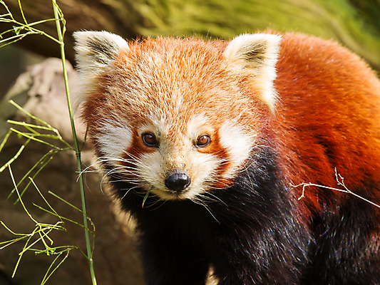 포토 JPG 해외이미지 주간 한마리 줄기 사람없음 야외 아웃포커스 귀여움 먹기 레서판다 해외202004 해외포토 자연요소 식물 1 컨셉 포유류 모션 촬영기법 파일형식 이미지허브