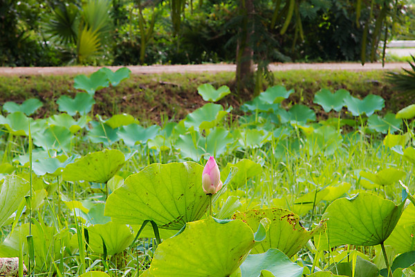 포토 JPG 해외이미지 식물 계절 공원 꽃 아시아 호수 리플렛 분홍색 백그라운드 잎 꽃무늬 패턴 자연 추상 사람없음 야외 초록색 물 정원 봄 촉촉함 벚꽃 흰색 연못 신선 떨어짐 정상 묘사 질감 내추럴 패드 고립 해외202004 해외포토 자연요소 공공시설 나라 컬러 컨셉 무늬 젖음 생태계 파일형식 이미지허브
