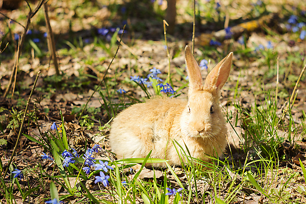 포토 JPG 해외이미지 잔디 사람없음 귀여움 들꽃 토끼 해외202004 해외포토 식물 꽃 컨셉 포유류 반려동물 파일형식 이미지허브