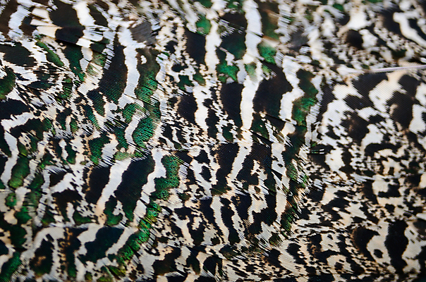 포토 JPG 해외이미지 동물 남자 야생동물 백그라운드 패턴 자연 조류 추상 동물원 사람없음 초록색 파란색 컬러풀 활발 닫기 공작 인도인 깃털 묘사 질감 꼬리 부리 내추럴 해외202004 해외포토 외국인 컬러 컨셉 무늬 모션 사람 동양인 생태계 파일형식 이미지허브