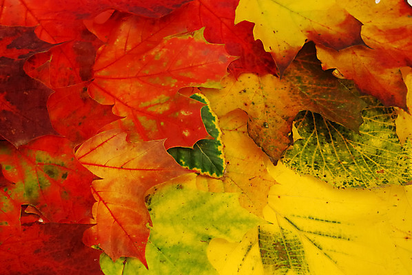 포토 JPG 해외이미지 나무 식물 계절 지구 선 백그라운드 단풍 잎 패턴 자연 날씨 프레임 풍경 사람없음 장식 빨간색 초록색 빛 컬러풀 노란색 평화 침묵 고요 가을 흰색 시골 변화 황금 가장자리 닫기 11월 질감 장면 강렬 해외202004 해외포토 컬러 컨셉 무늬 모션 소리 날짜 둘레 생태계 파일형식 이미지허브